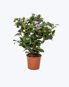 گلدان Ilex Dwarf