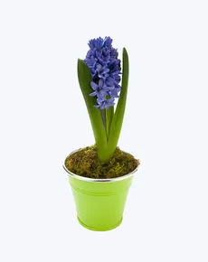 گلدان سنبل - product